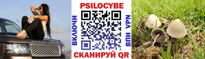 закладки  Задонск  hydra зеркало  Псилоцибиновые грибы Psilocybe 